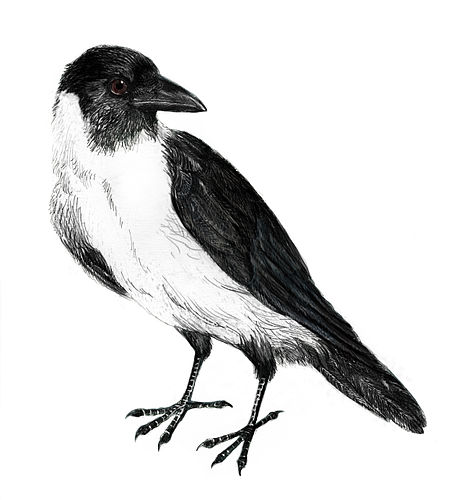 Piping crow